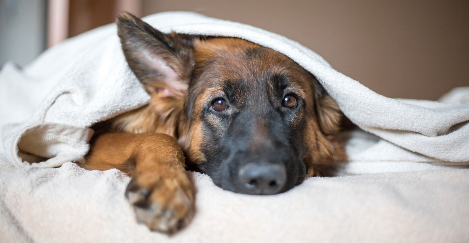 What You Should Know about Pain Meds for Dogs